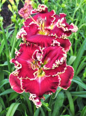 Lightning Red Ruffles